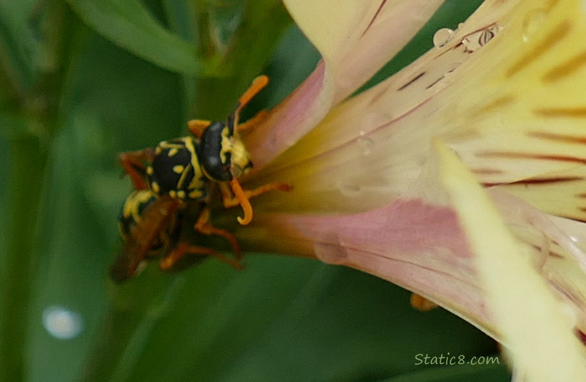 Yellow Jacket standing on the base of one of the flower