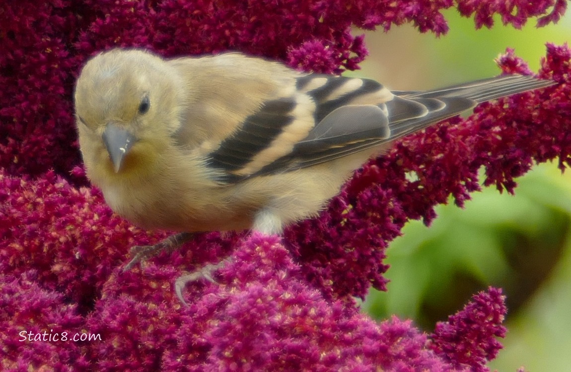 Goldfinch standing on a red Amaranth