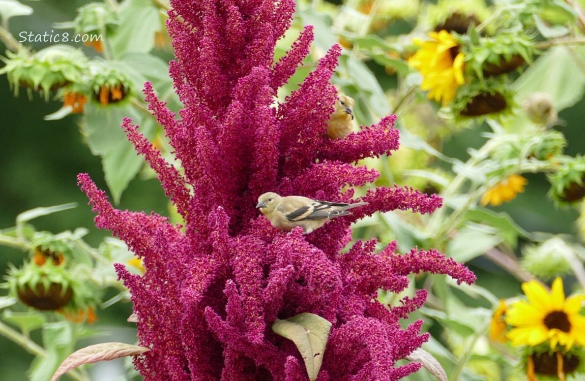 Goldfinches standing on a red Amaranth