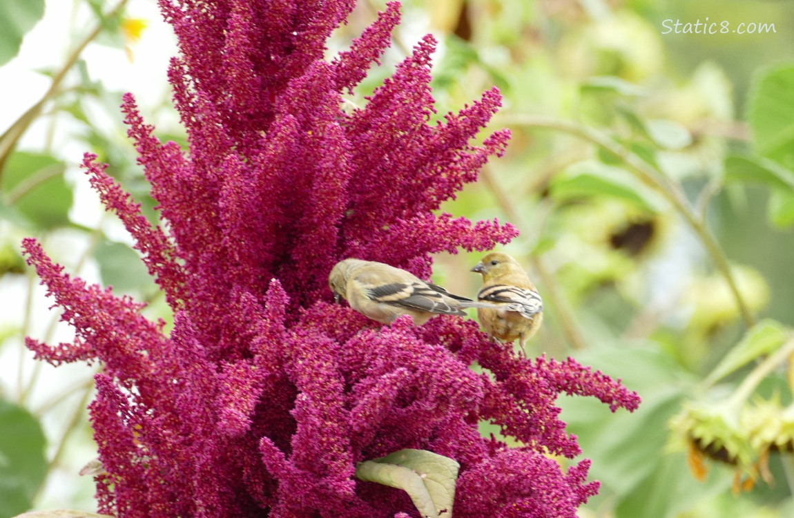 Goldfinches standing on a red Amaranth