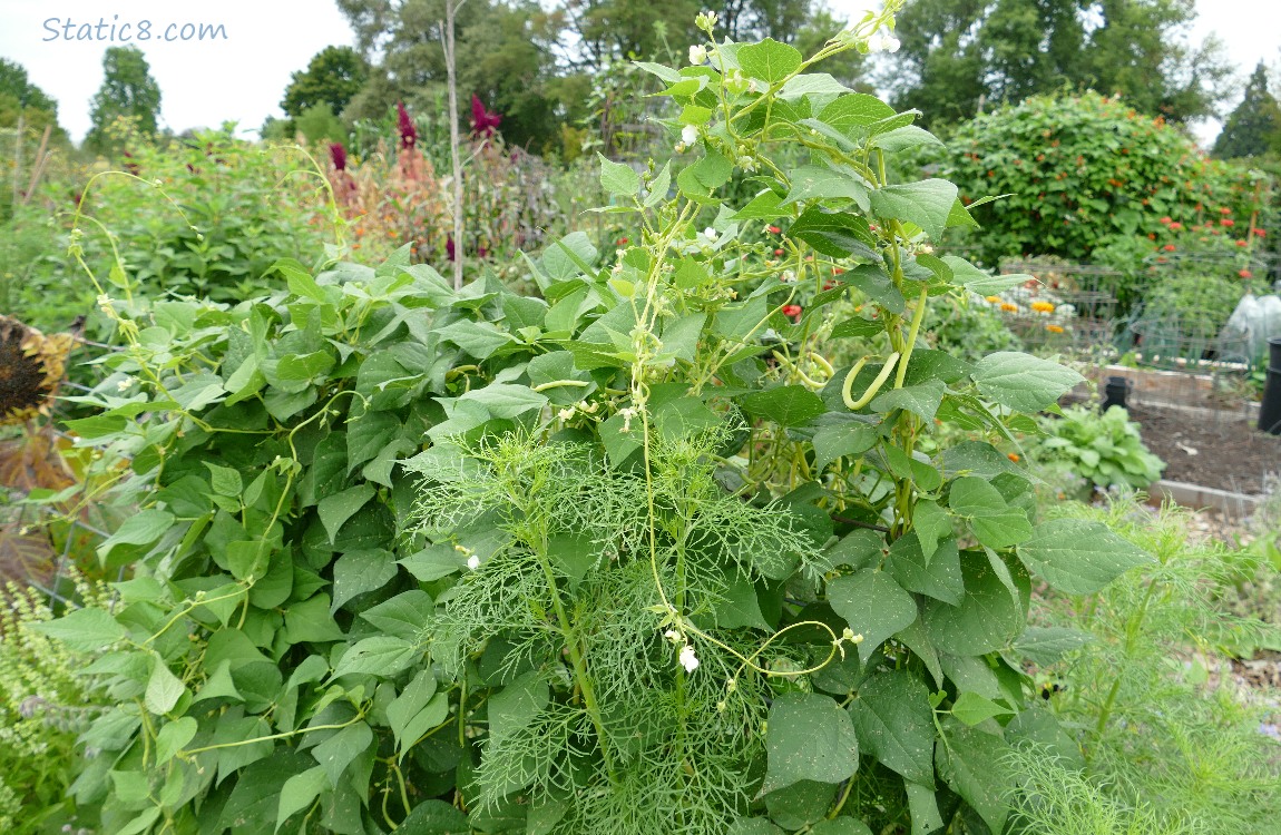 Trellis filled with bean plants