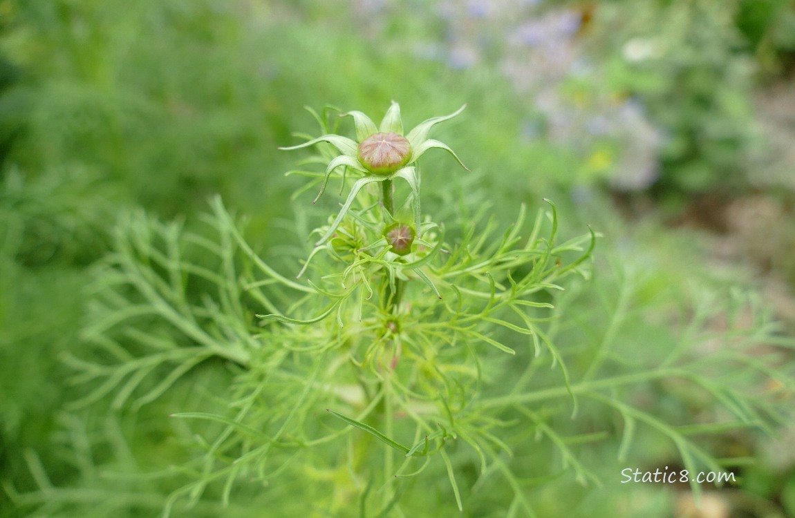 Flower bud on a Cosmos plant