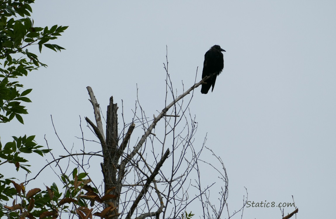 Silhouette of a crow standing at the top of a dead tree