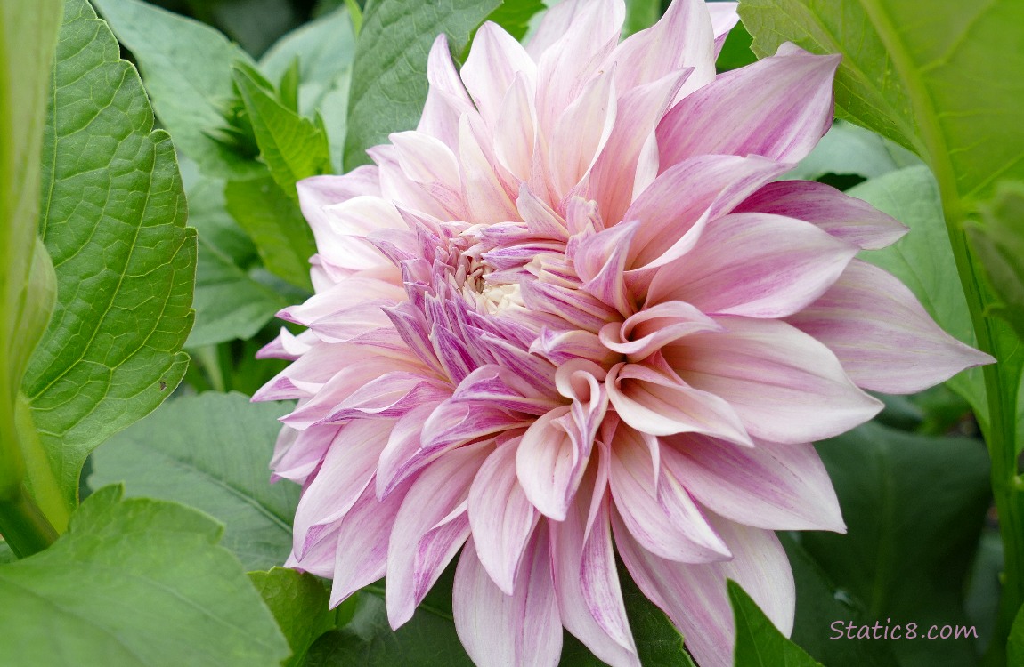 pink Dahlia bloom