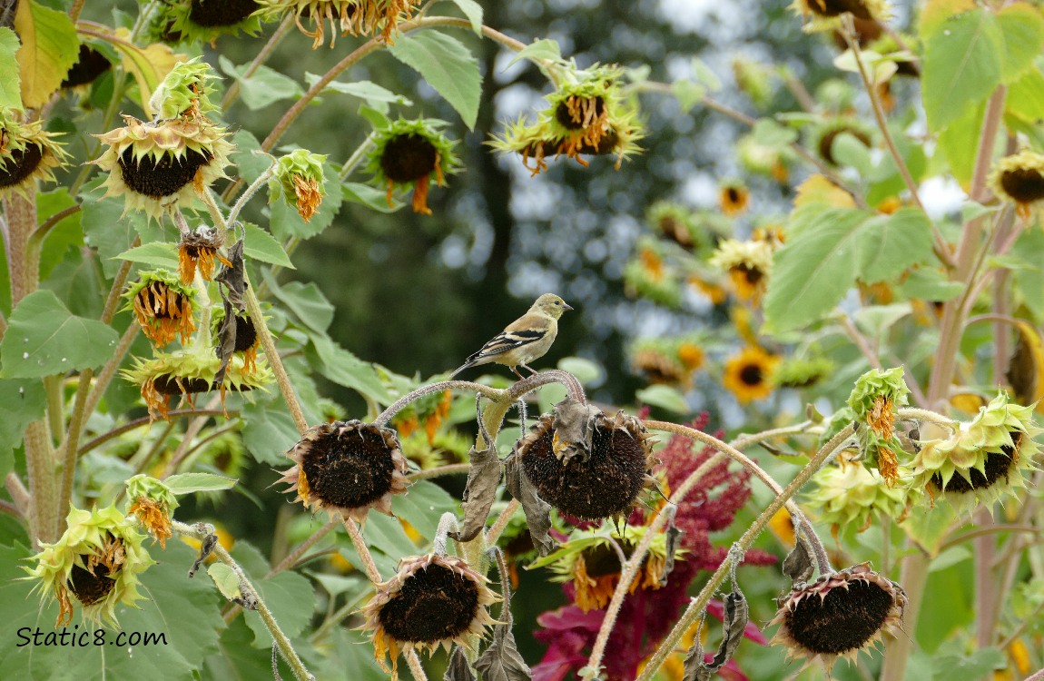 Goldfinch surrounded by sunflower blooms and seed heads