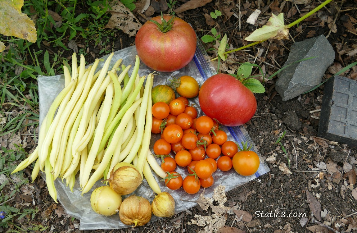 Harvested veggies laying on a ziplock bag on the ground