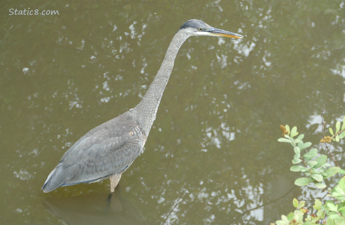 Great Blue Heron walking in shallow water