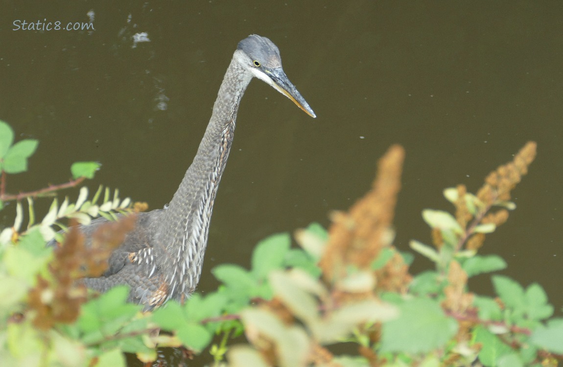 Great Blue Heron