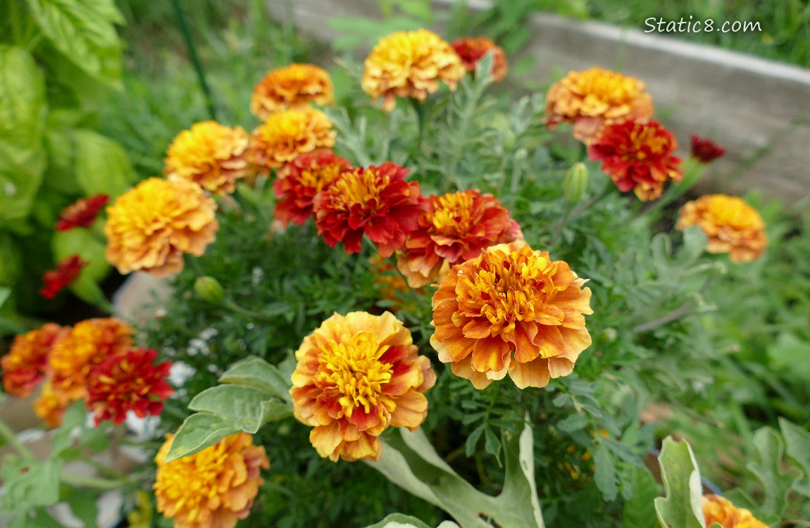 Orange and red Marigold blooms