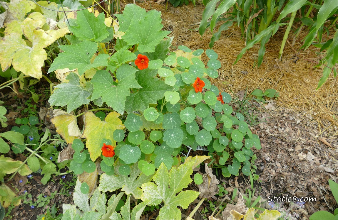 Nasturtium with three red blooms surrounded by dying squash leaves
