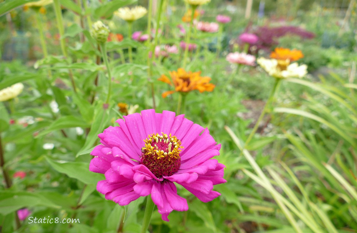 Zinnia blooms in various colours