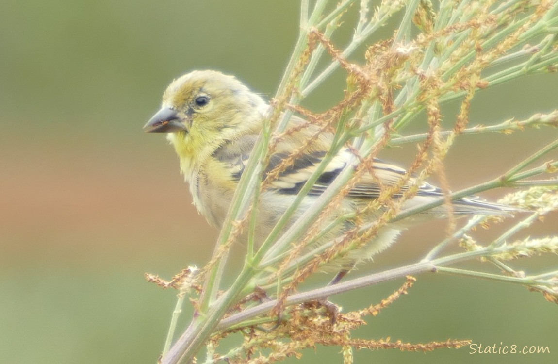 Goldfinch standing on a plant stalk