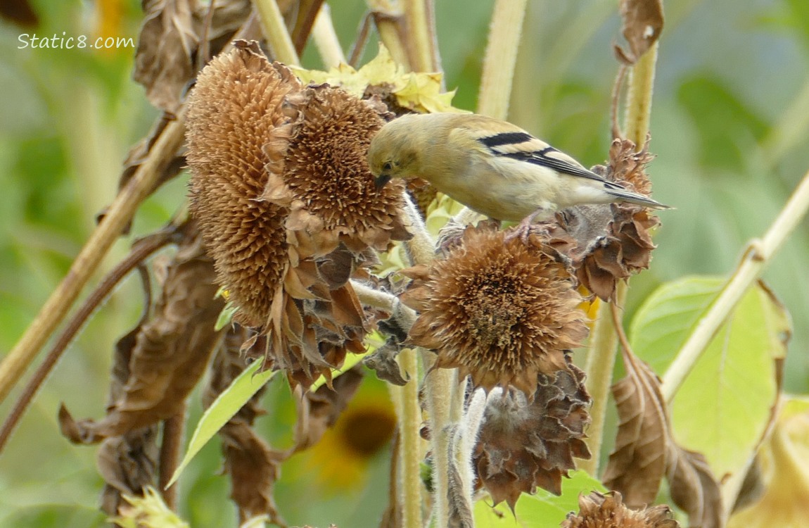 Goldfinch eating from a sunflower head