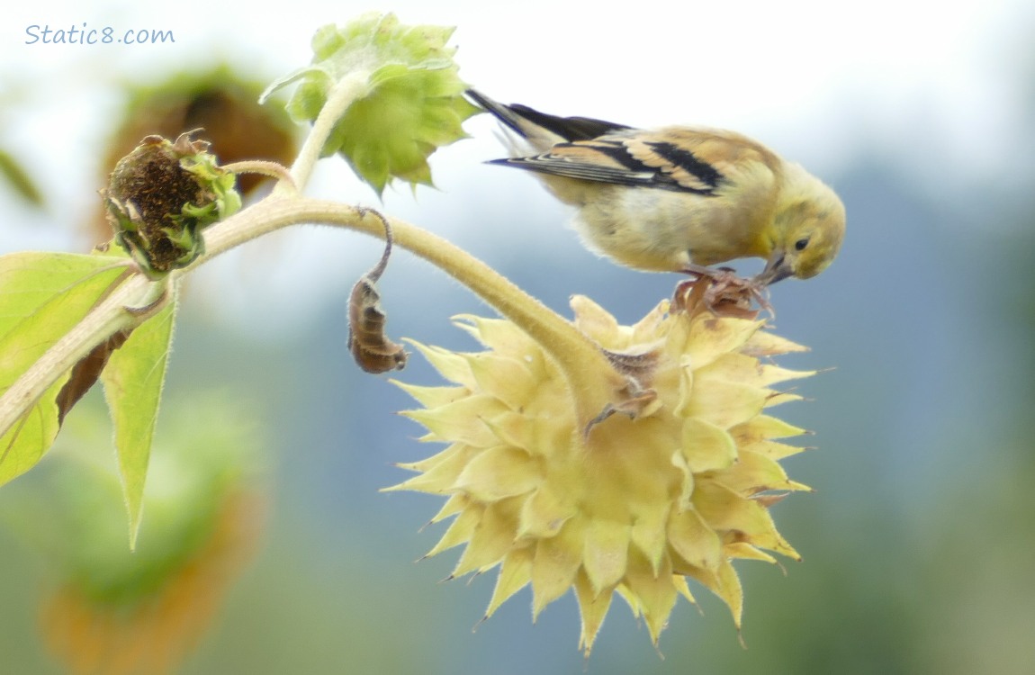 Goldfinch eating from a sunflower head