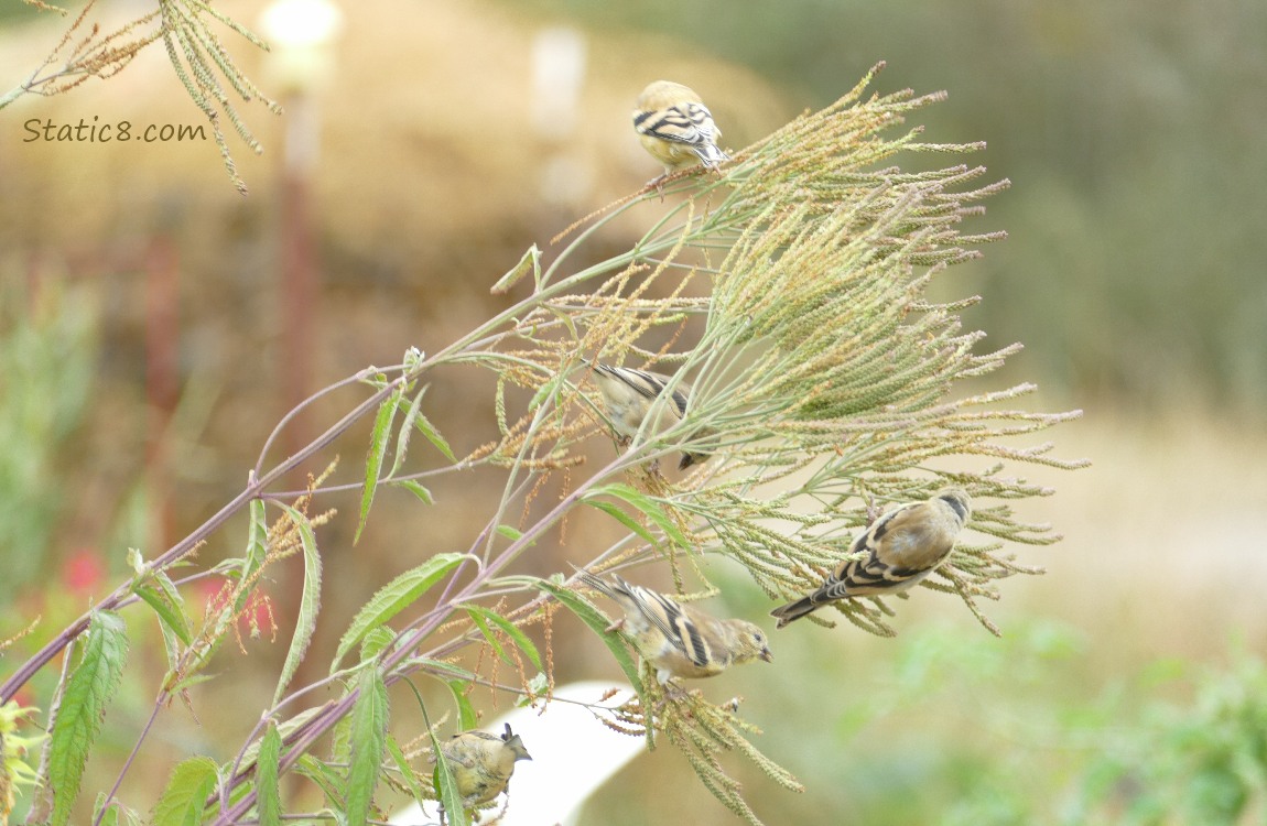 Five Goldfinches standing around an unknown plant stalk