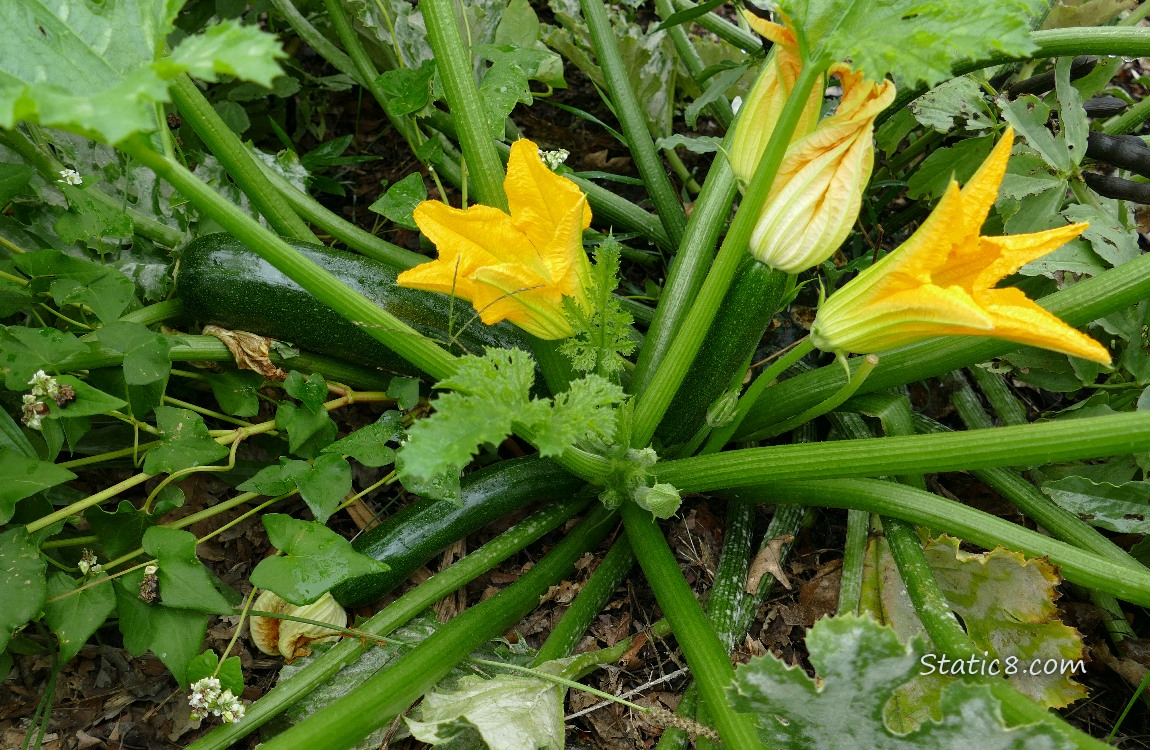 Zucchini squashes growing on the plant