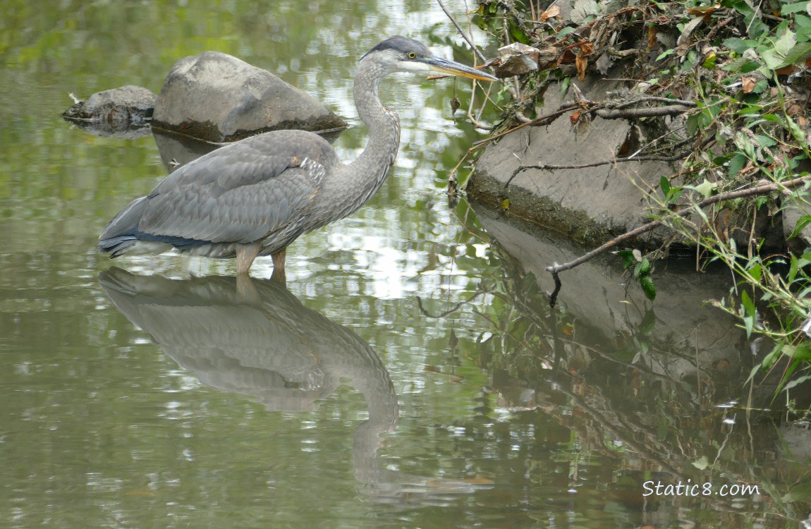 Great Blue Heron standing in the water next to the bank
