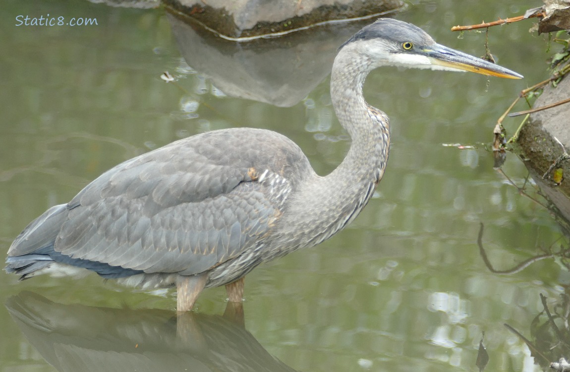 Great Blue Heron standing in the water next to the bank