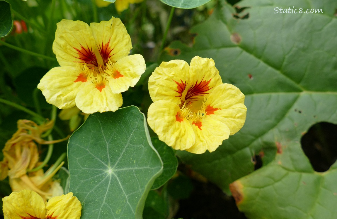 Yellow Nasturtium blooms