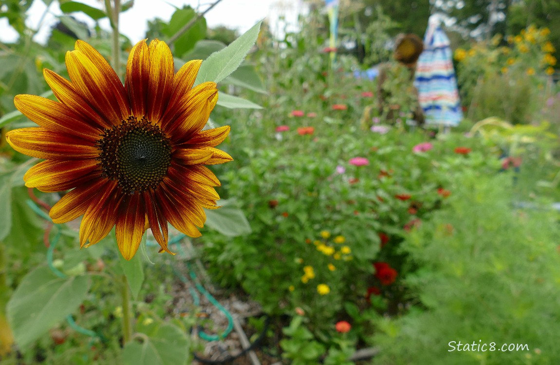 Small red sunflower bloom in front of pink and red zinnias