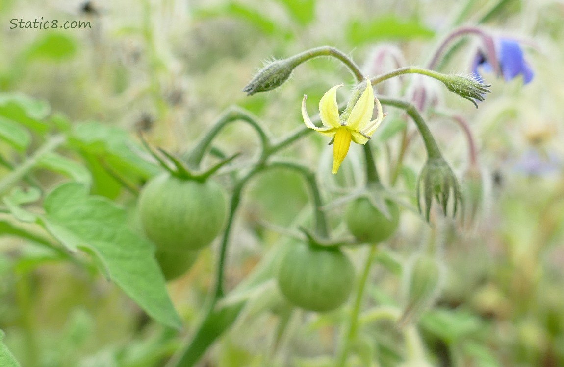 Green cherry tomatoes growing on the vine