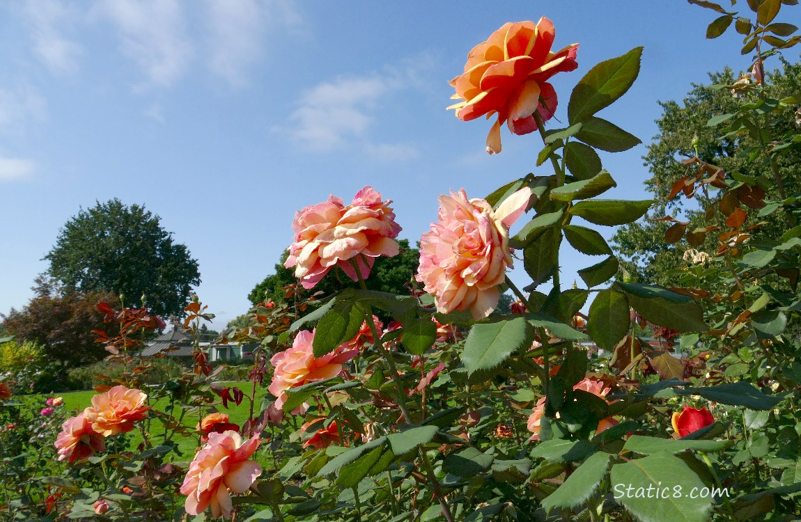 Roses with trees and blue sky in the background