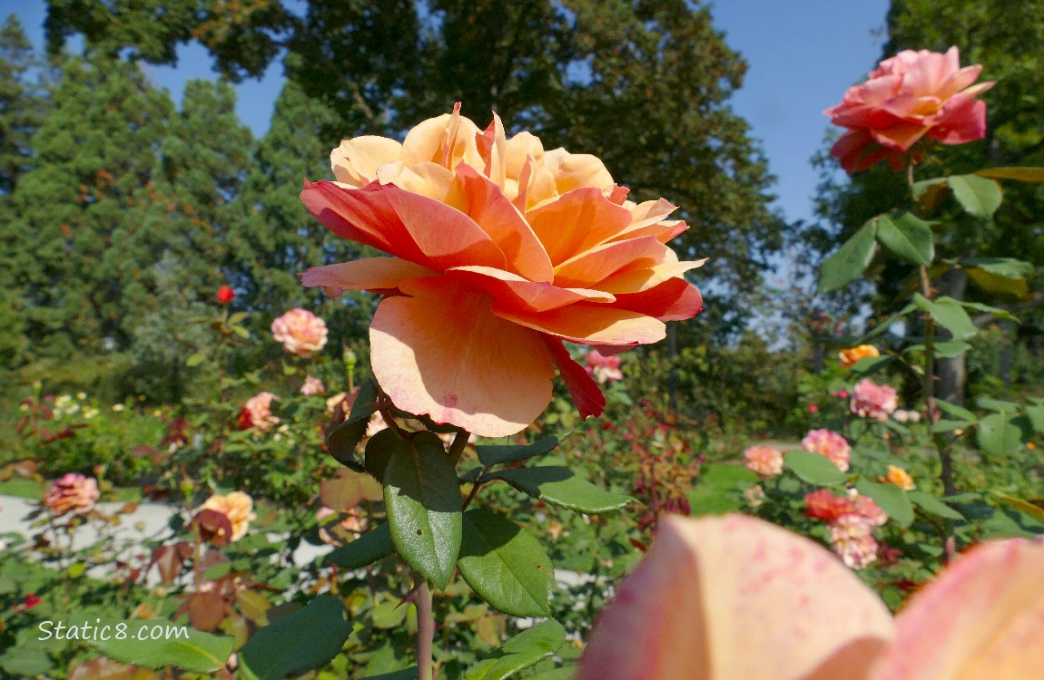 Roses with trees in the background
