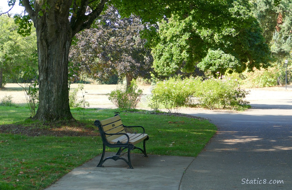Bench along the bike path, under a shade tree