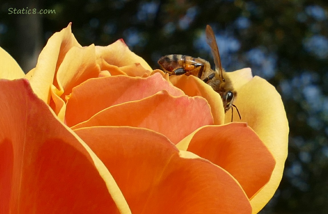 Honey Bee standing on a dark yellow rose