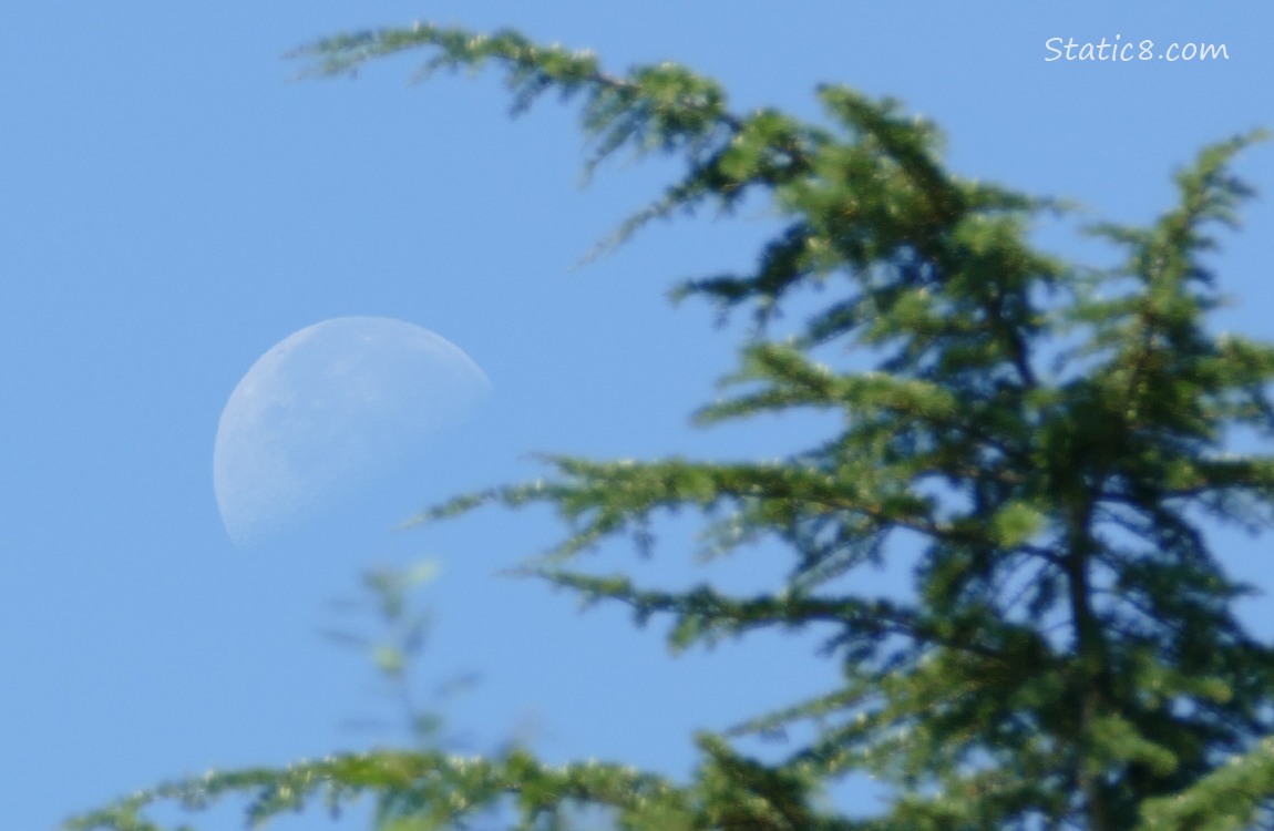 The Moon in a blue sky, past a fir tree