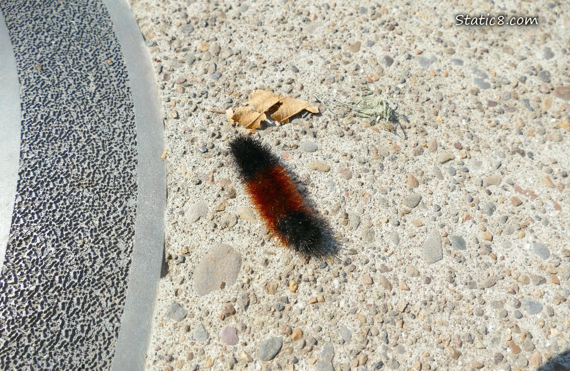Woolly Bear caterpillar on the sidewalk