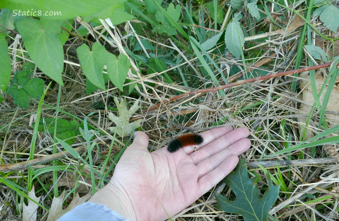 Woolly Bear on a hand in the grass