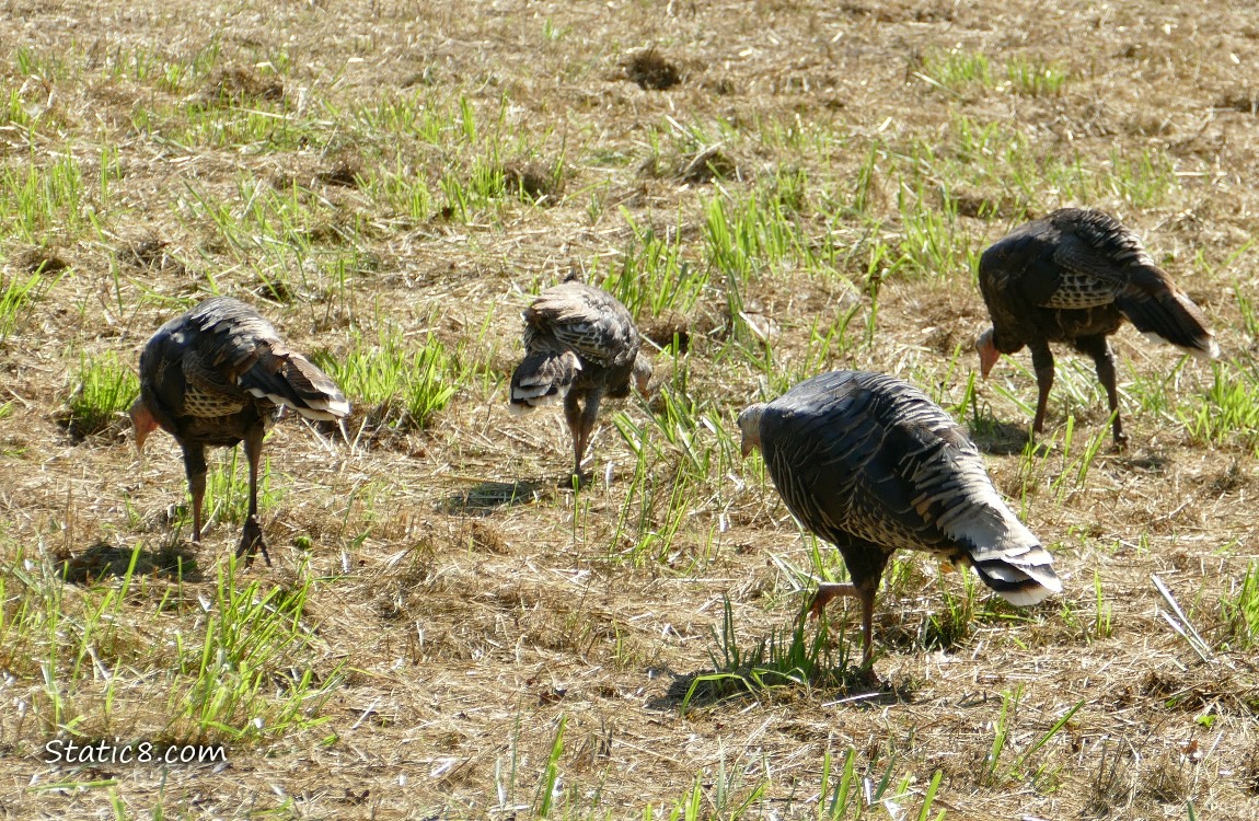 Four wild turkeys walking in the grass