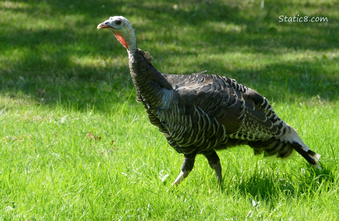 Mama Turkey standing in the grass