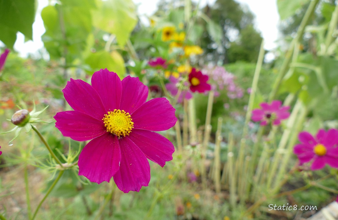 Cosmos bloom with sunflowers in the background