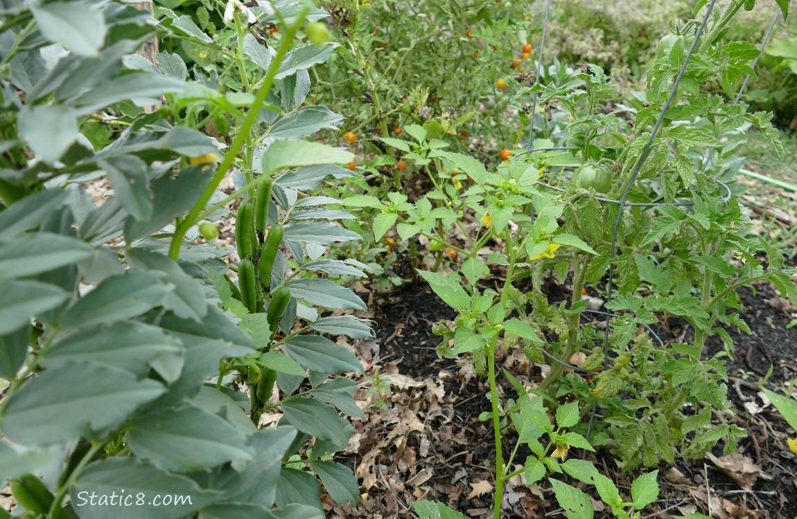Fava, Tomatillo, tomatoes