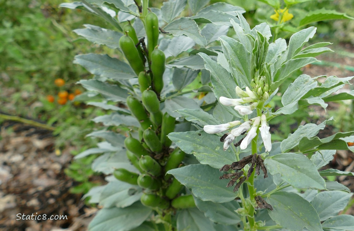 Fava plants with beans and flowers on them