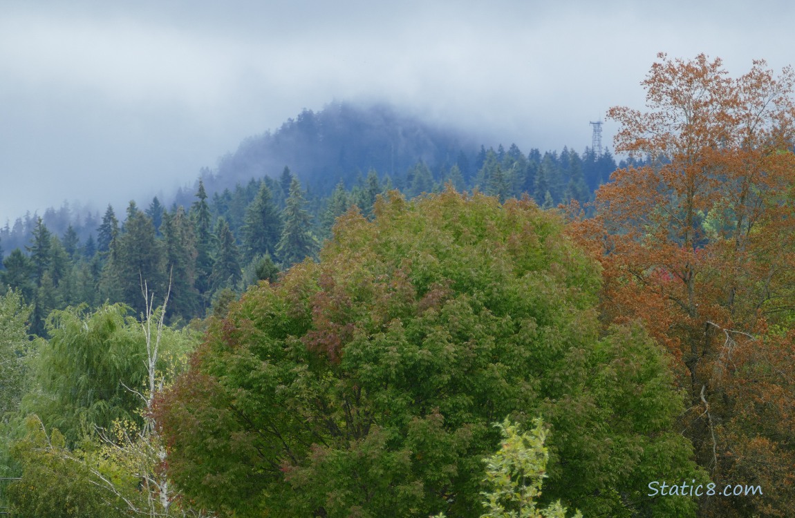 Trees and fog on the hill
