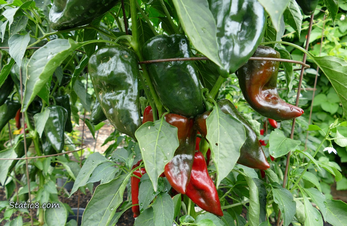 Peppers ripening on the vine