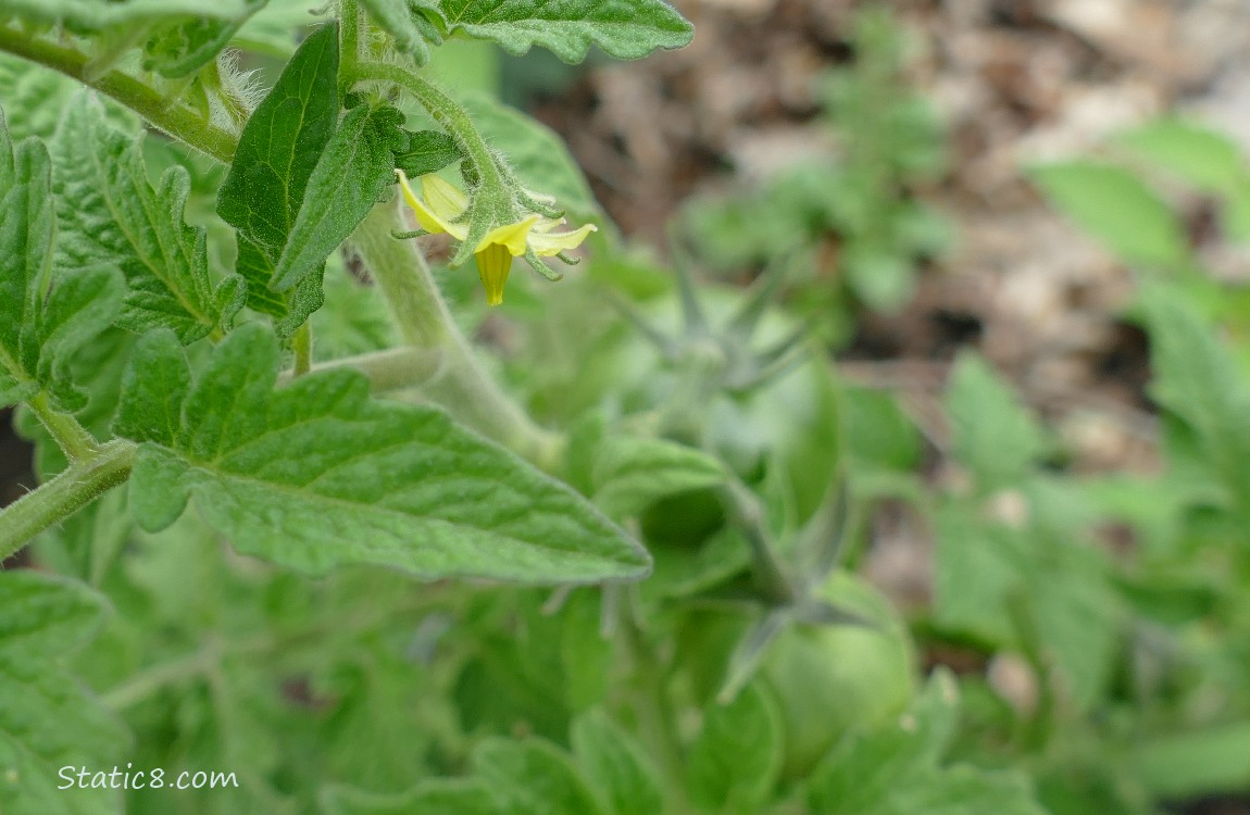 tomato flower on a plant