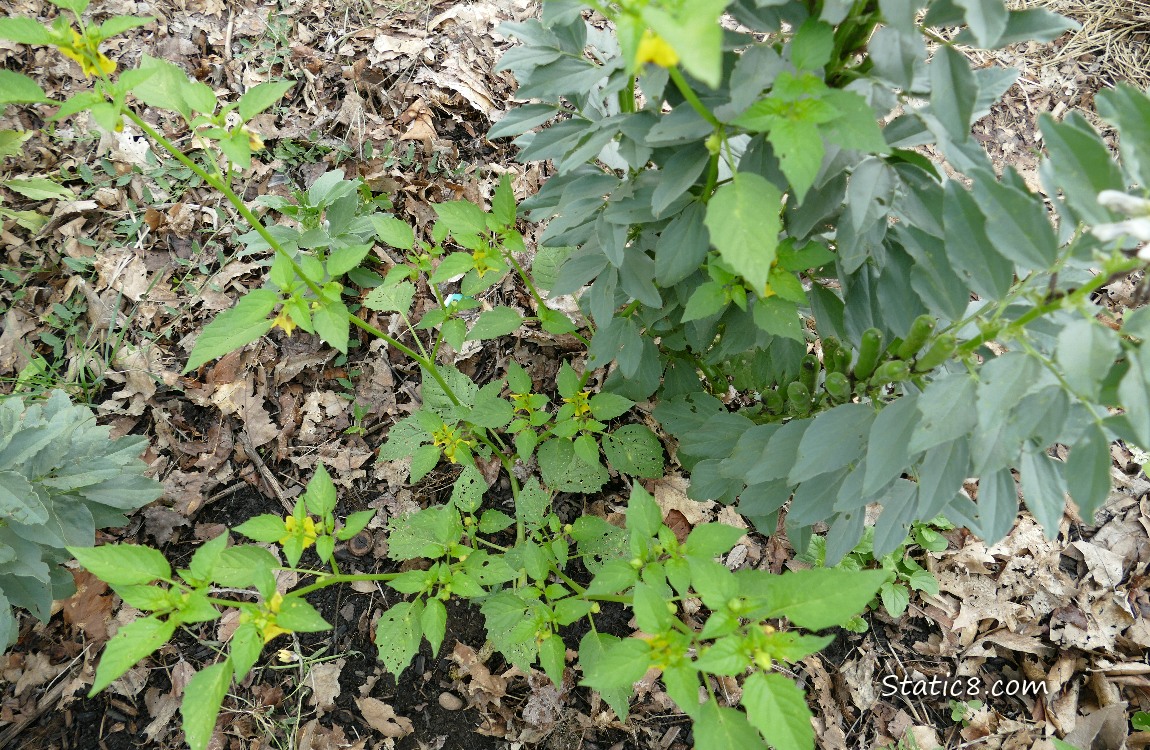 Looking down at a Tomatillo and Fava plants