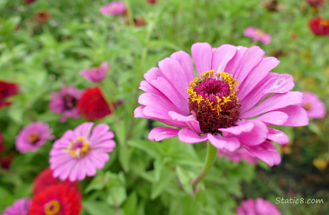 Pink Zinnia bloom with pink and red blooms in the background