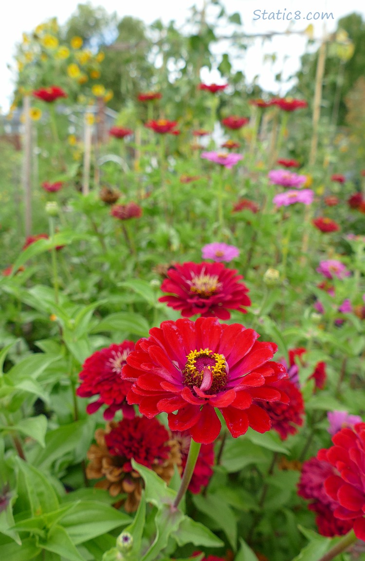 Red Zinnia bloom with pink and red blooms in the background