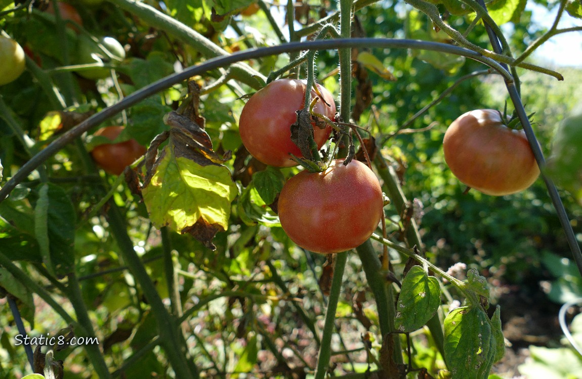 Tomatoes ripening on the vine
