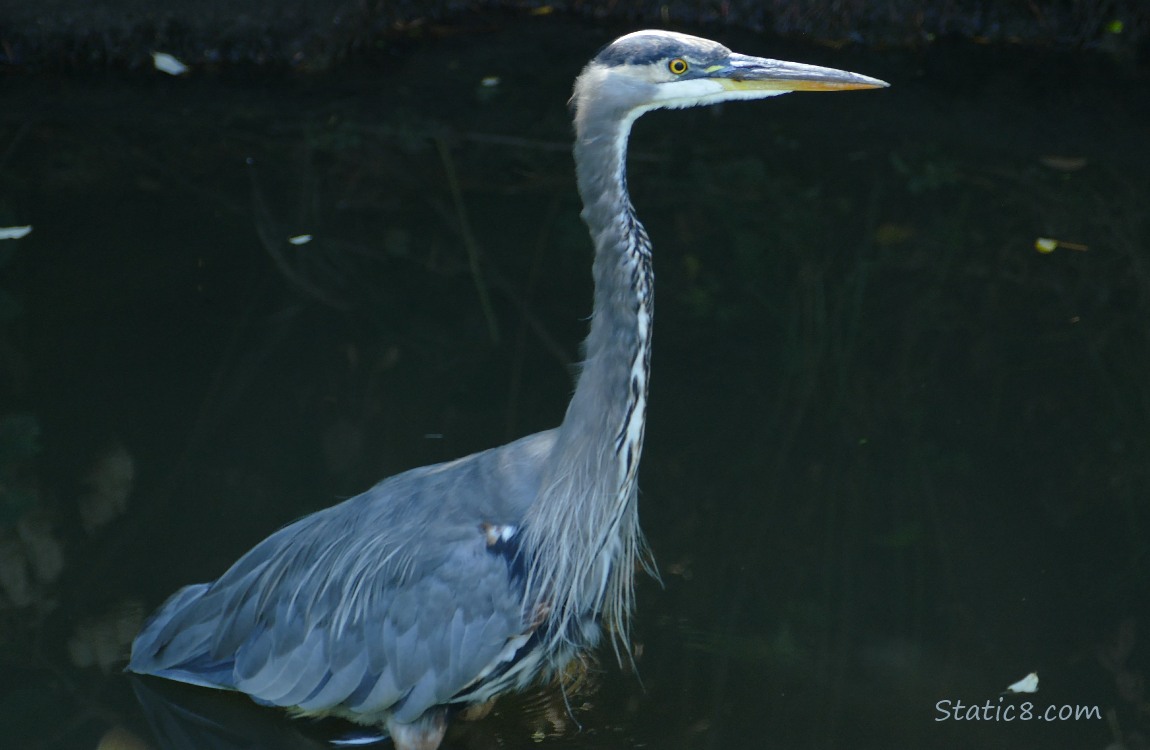 Great Blue Heron standing in the water