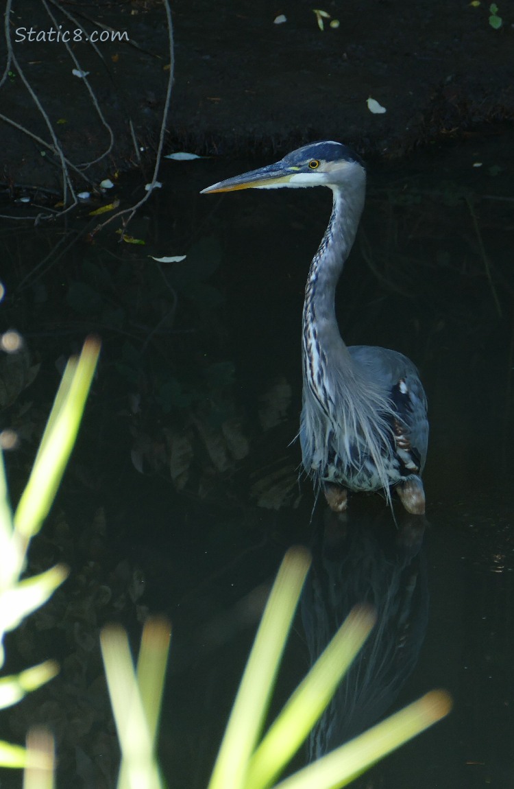 Great Blue Heron