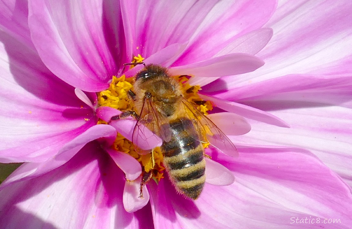 Honey Bee in a Cosmos bloom