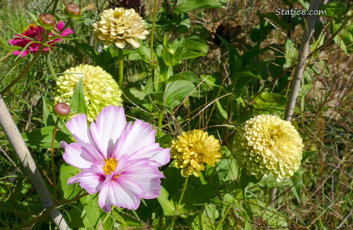 Cosmos bloom with Zinnia blooms