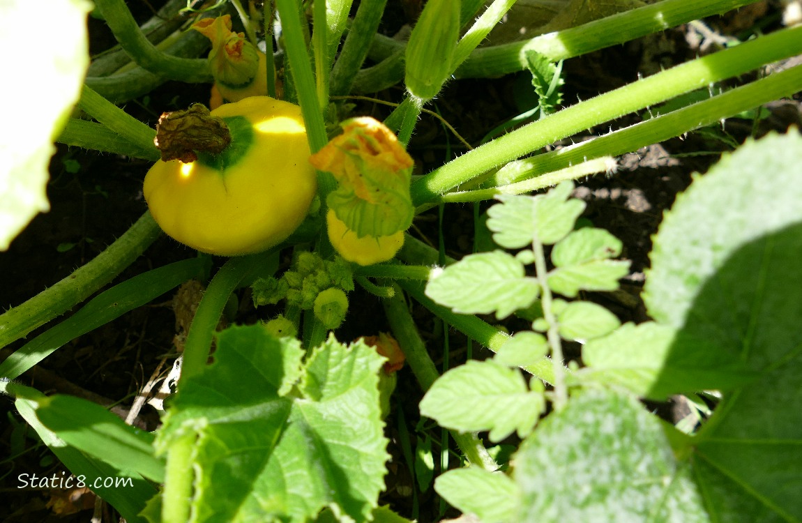 Patty Pan fruits growing under the leaves
