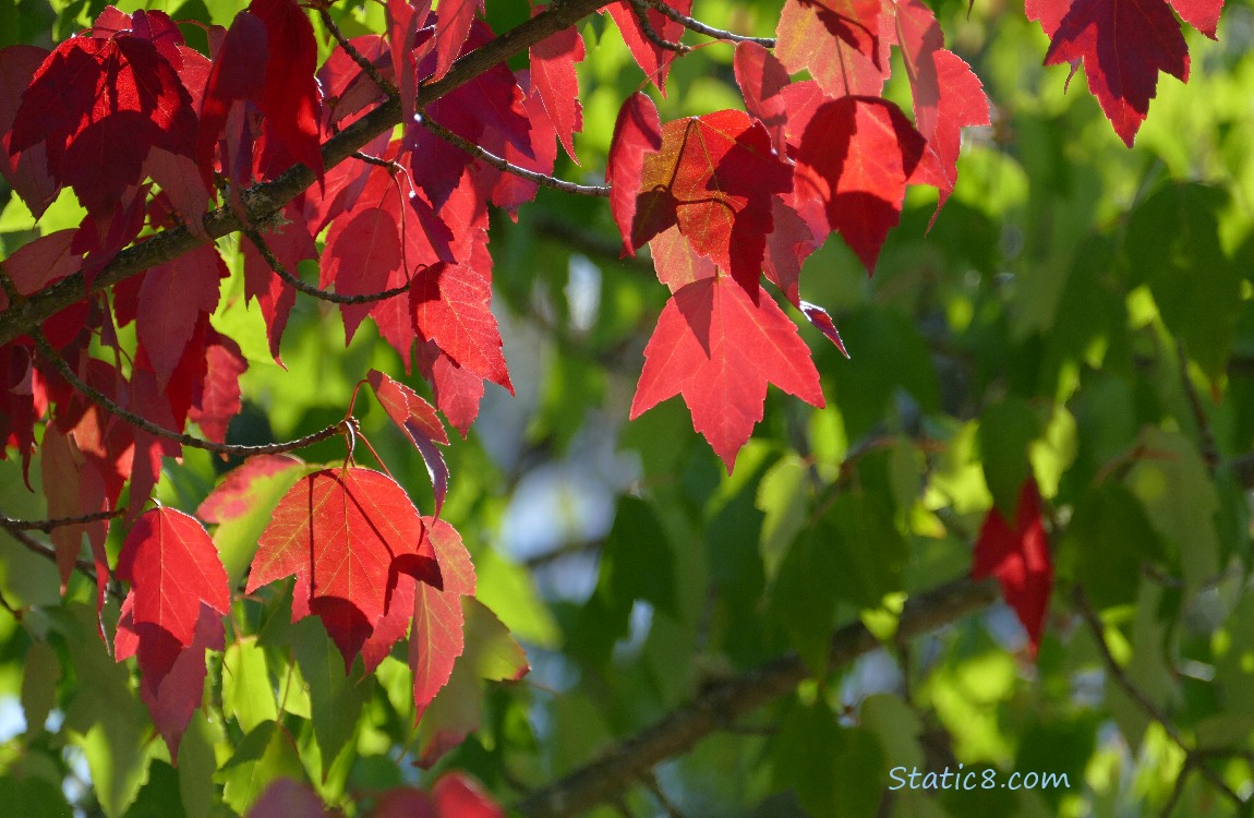 Red Maple leaves changing to autumn colours